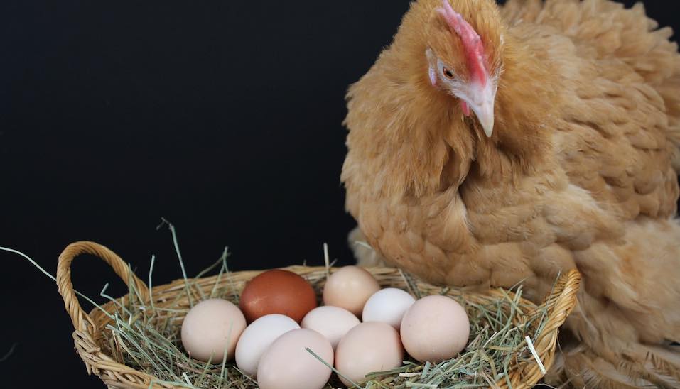 when do chickens start using nesting boxes